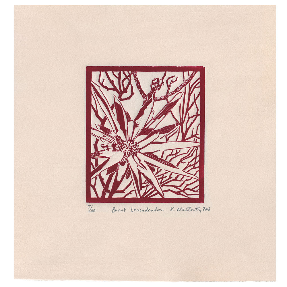 Burnt Leucadendron (red)
