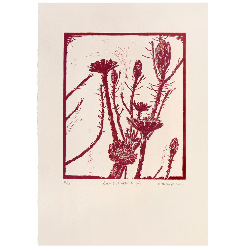 Protea Bush After The Fire (red)