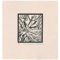 Burnt Leucadendron (black)