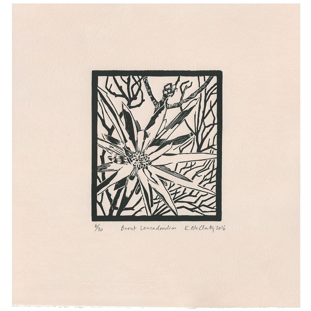 Burnt Leucadendron (black)