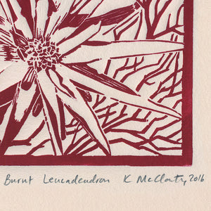 Burnt Leucadendron (red)