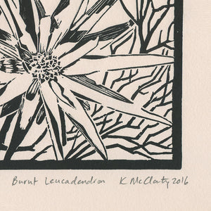 Burnt Leucadendron (black)